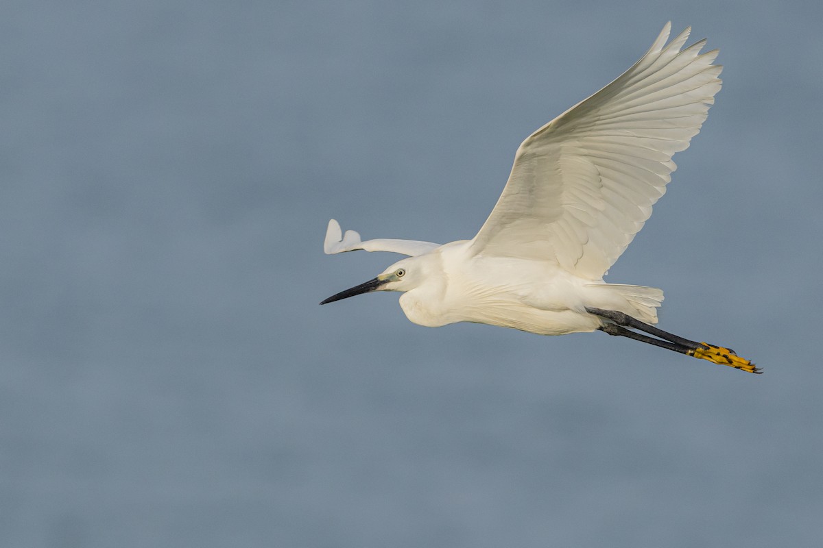 Aigrette garzette - ML586523381