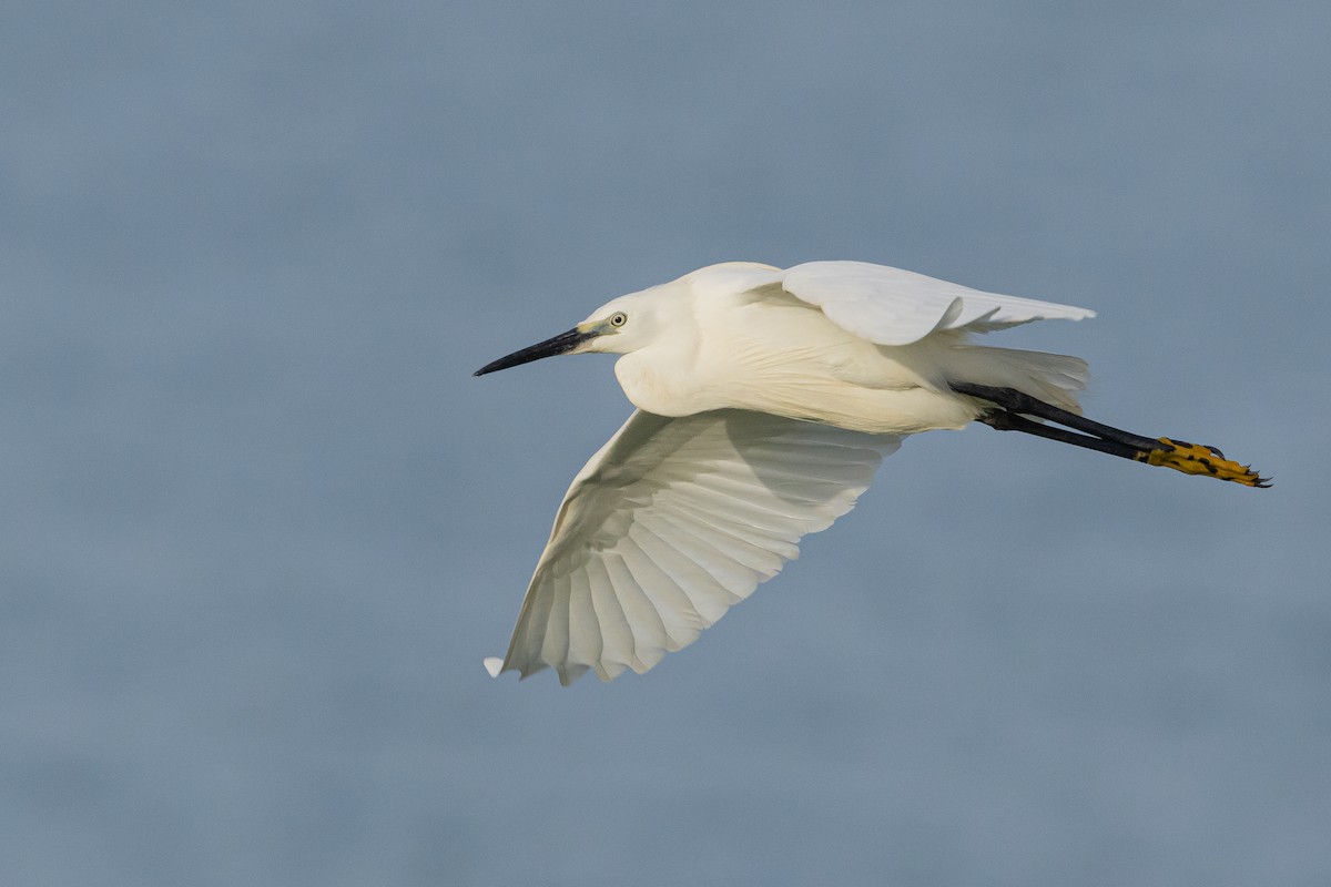 Aigrette garzette - ML586523391