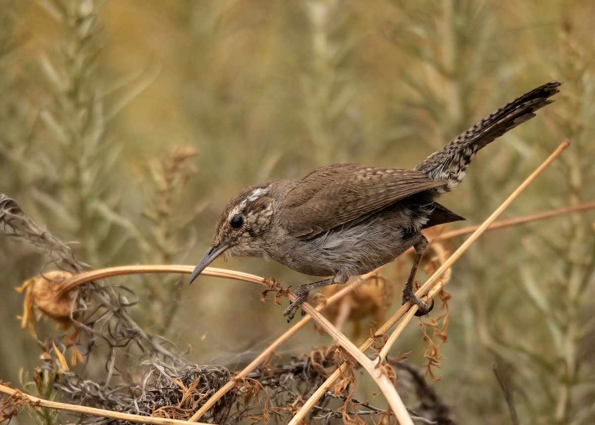 Bewick's Wren - Garima Bhatia