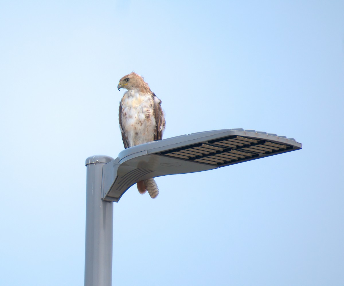 Red-tailed Hawk - ML586524511