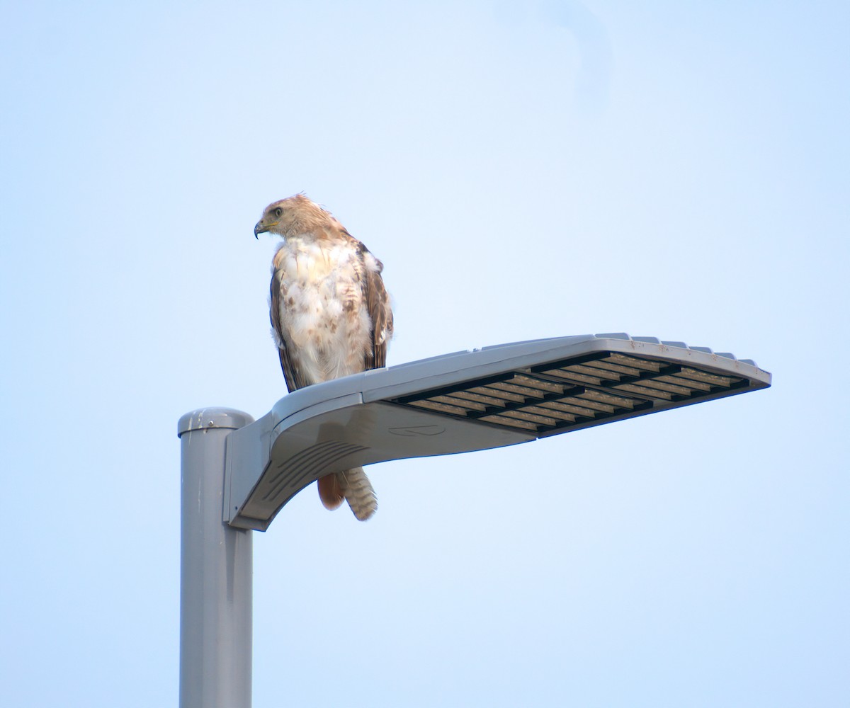 Red-tailed Hawk - ML586524521
