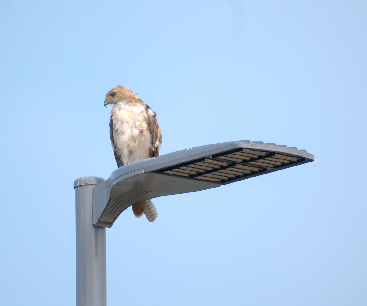 Red-tailed Hawk - ML586524531