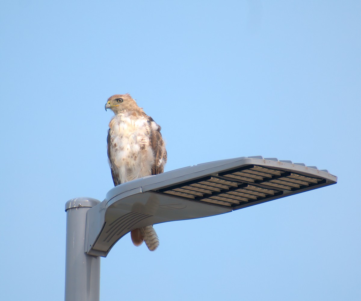 Red-tailed Hawk - ML586524581