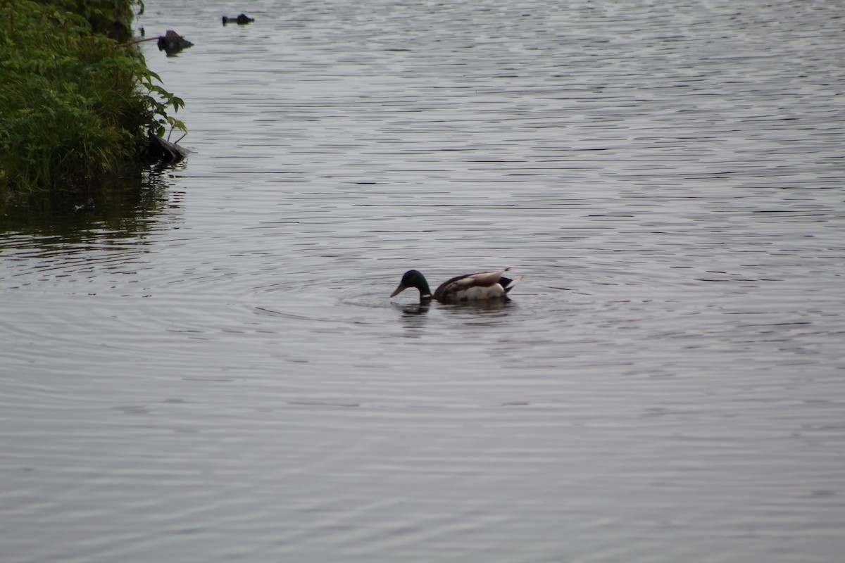 Basahatea - ML586525441