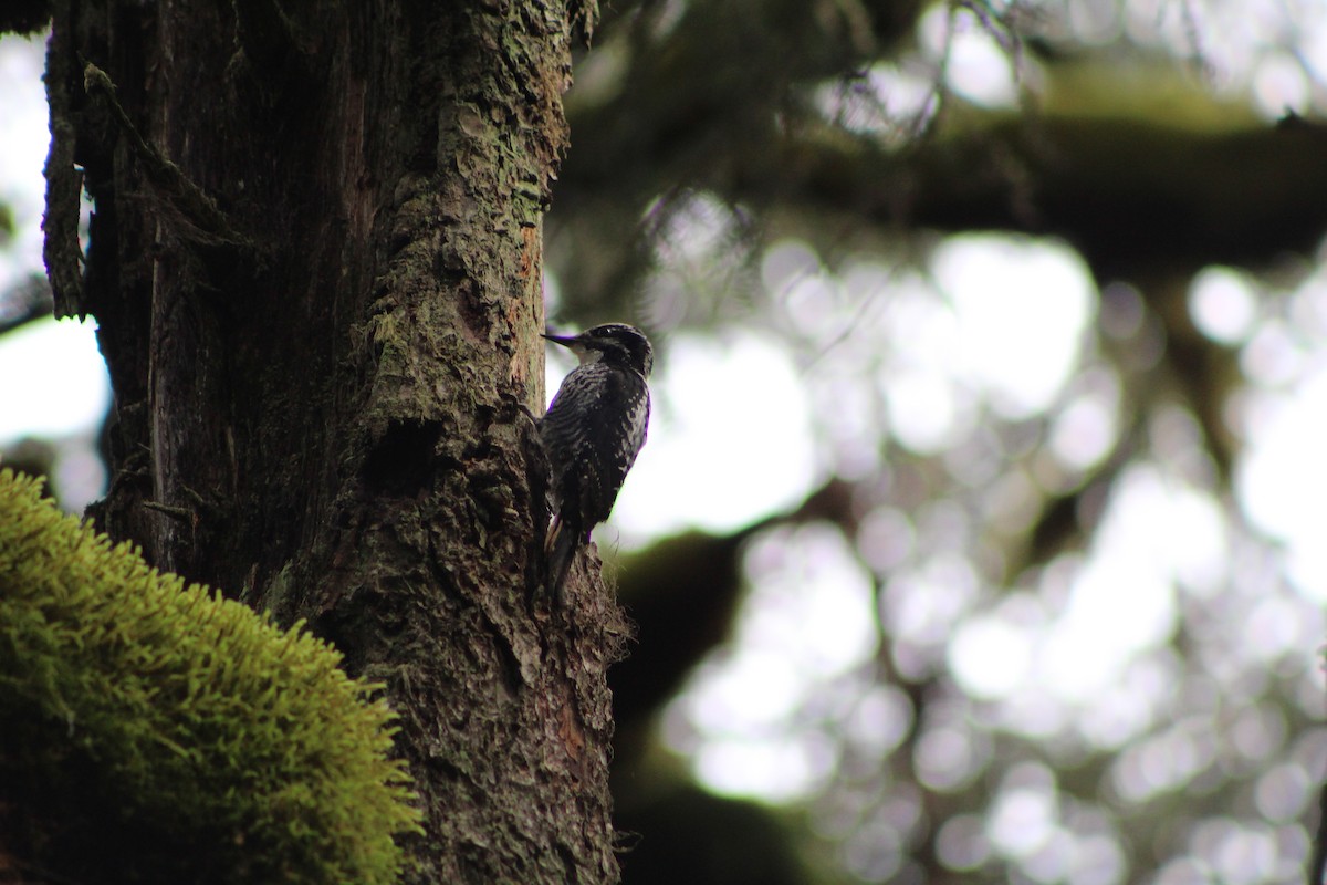 American Three-toed Woodpecker - ML586525591