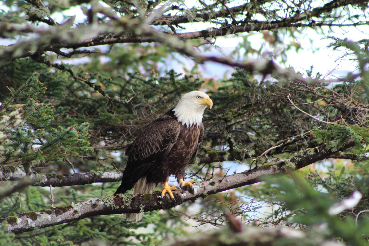 Bald Eagle - ML586525601