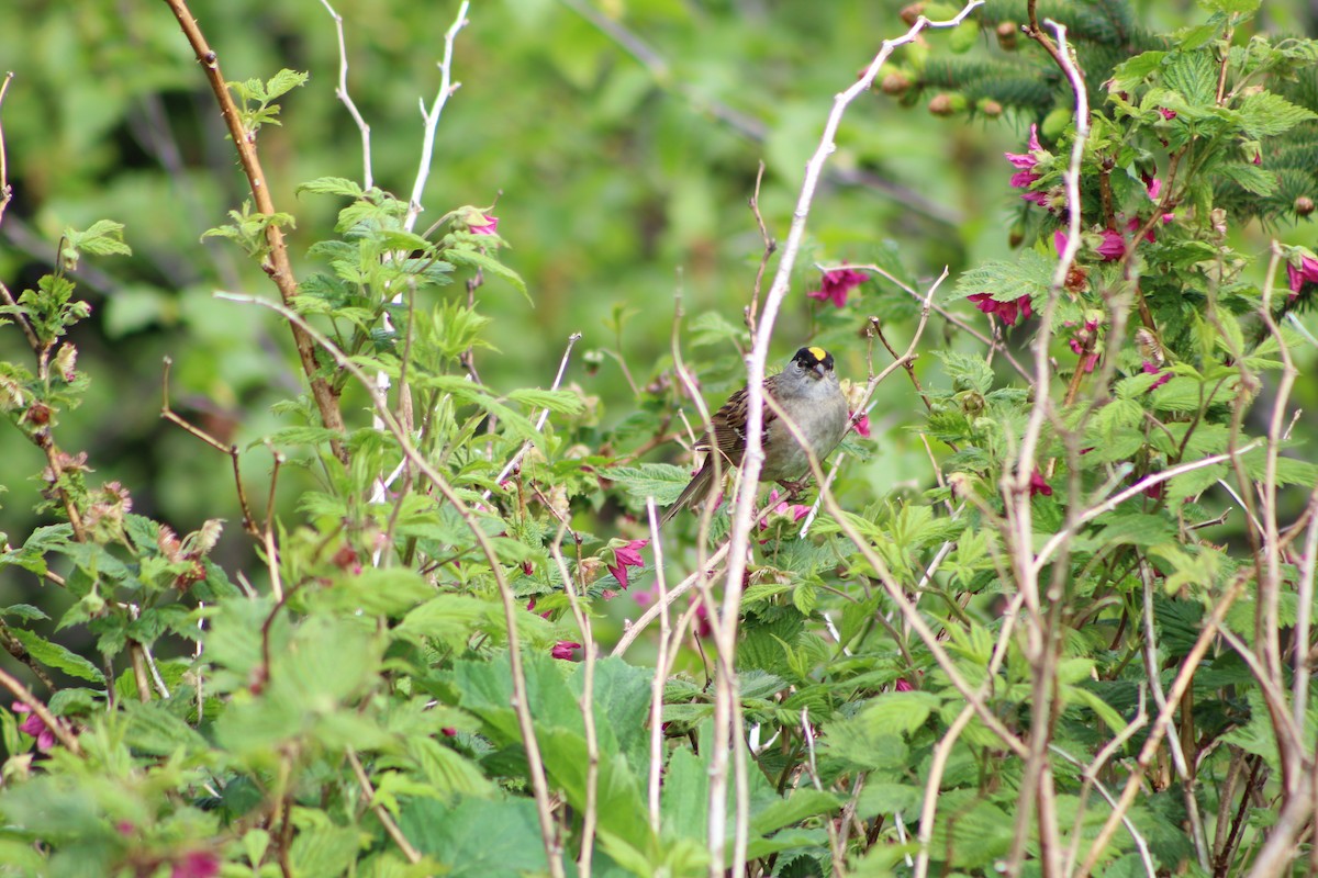 Golden-crowned Sparrow - ML586526491