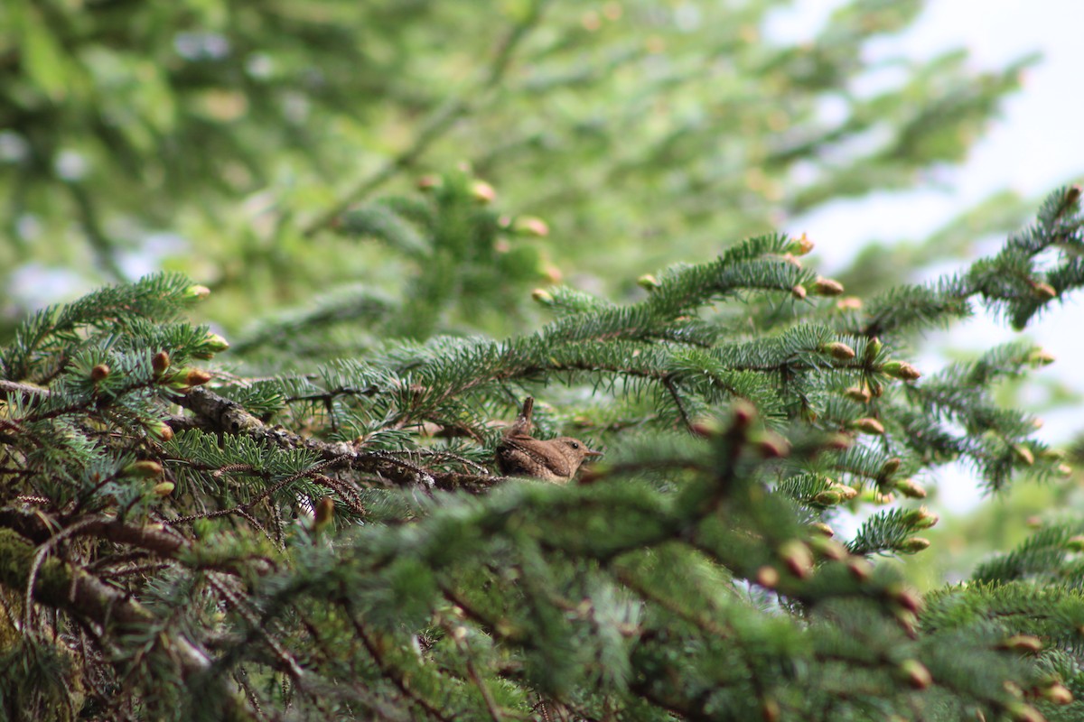 Pacific Wren - ML586526581