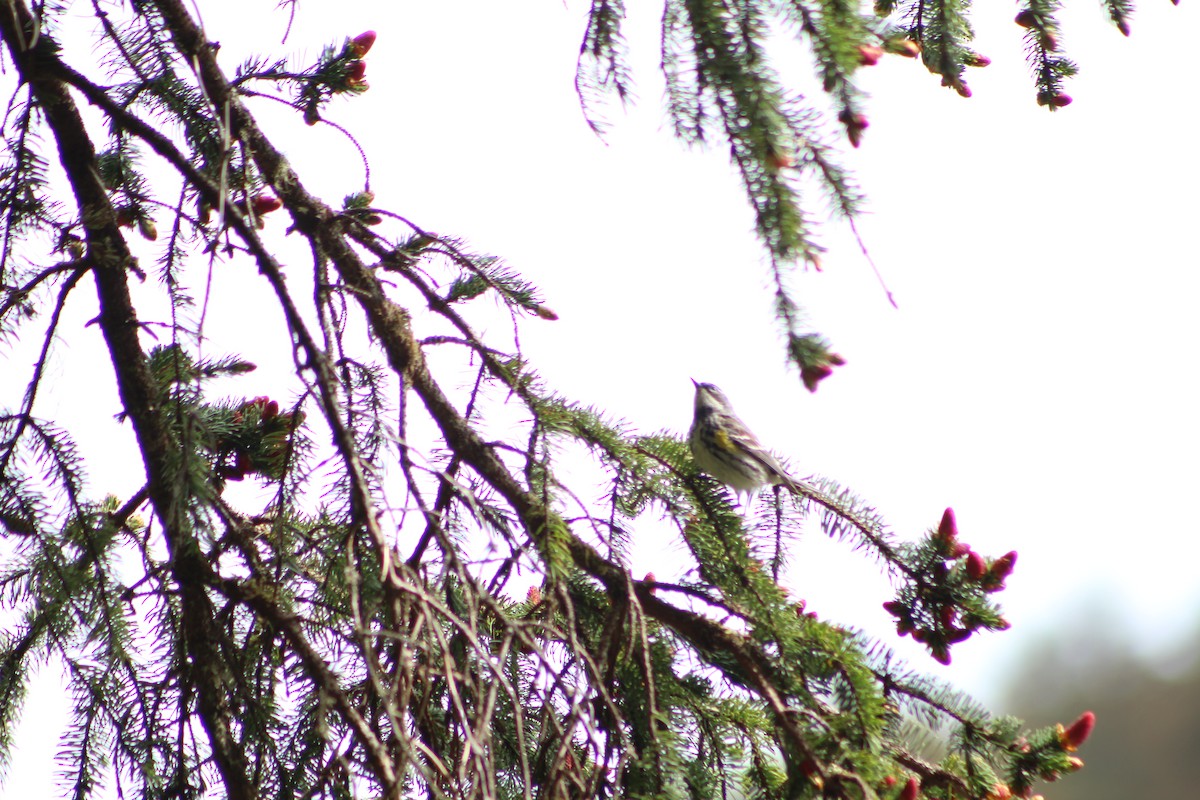 Yellow-rumped Warbler - ML586526661