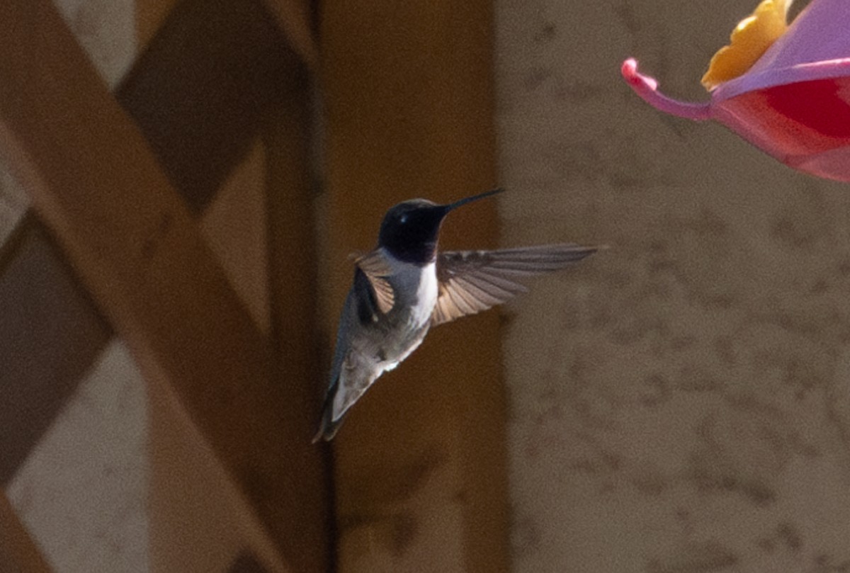 Black-chinned Hummingbird - ML586526971