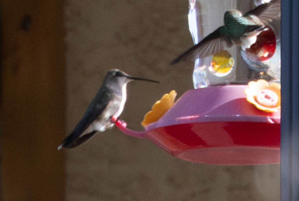 Black-chinned Hummingbird - ML586526981