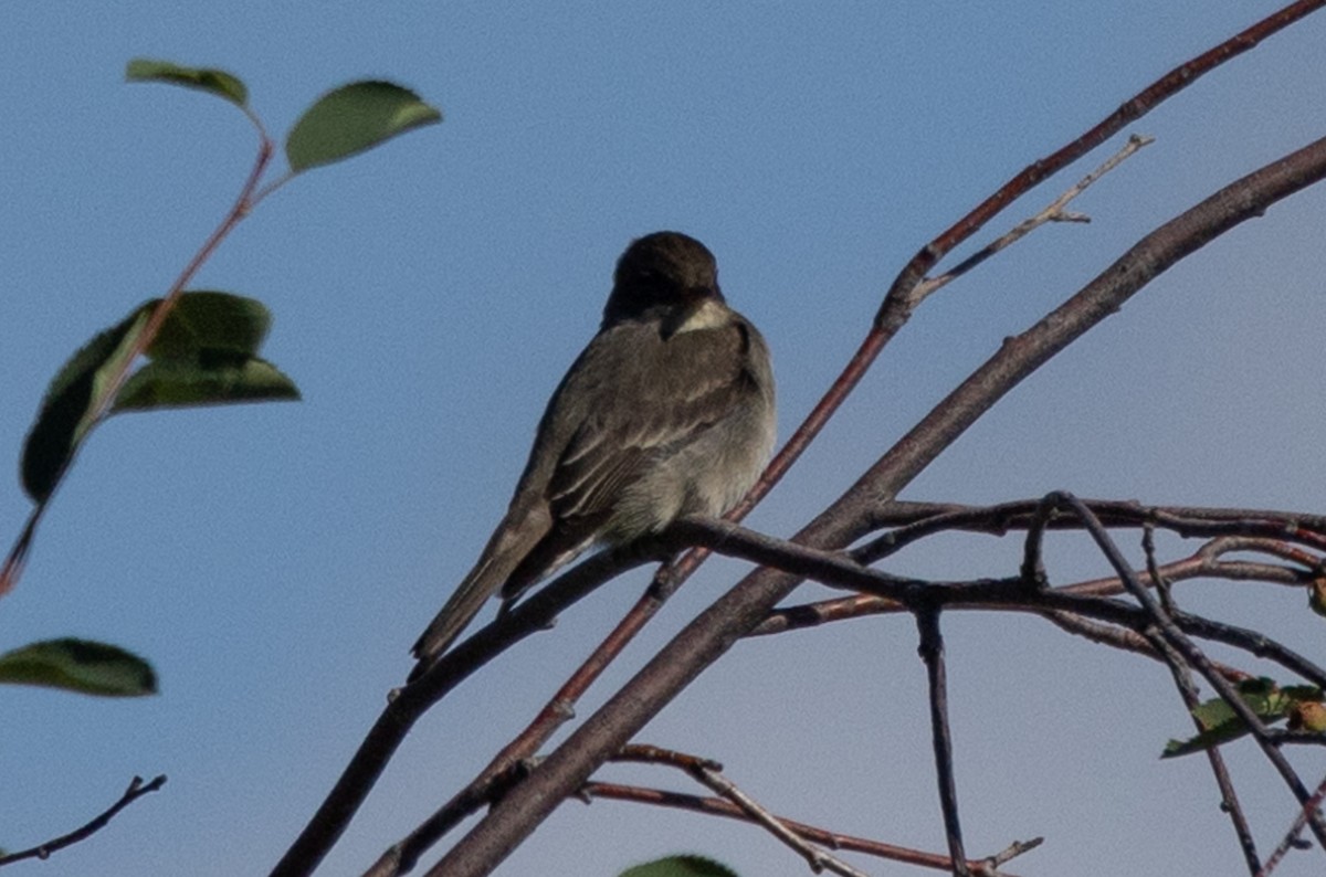 Western Wood-Pewee - John Reynolds