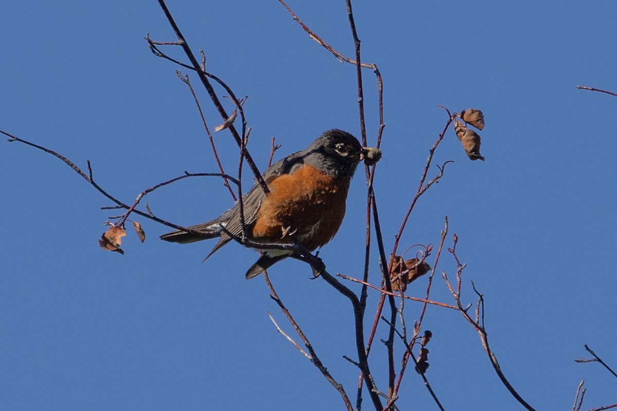 American Robin - ML586527061