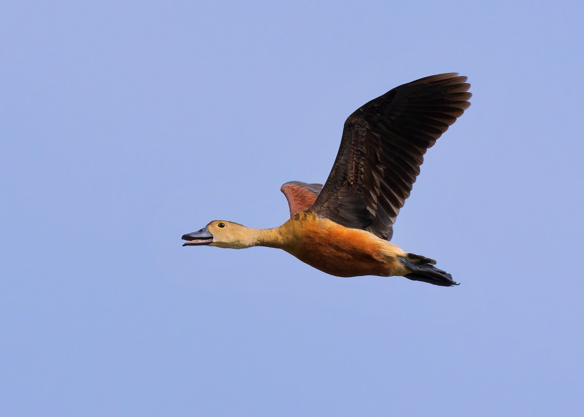 Lesser Whistling-Duck - Ayuwat Jearwattanakanok