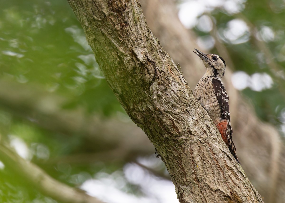 Freckle-breasted Woodpecker - Ayuwat Jearwattanakanok