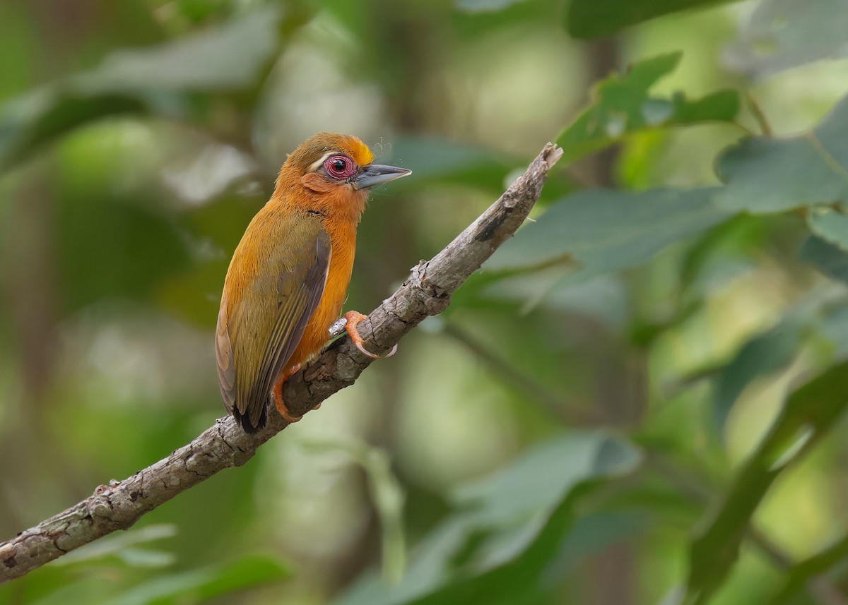 White-browed Piculet - ML586527261