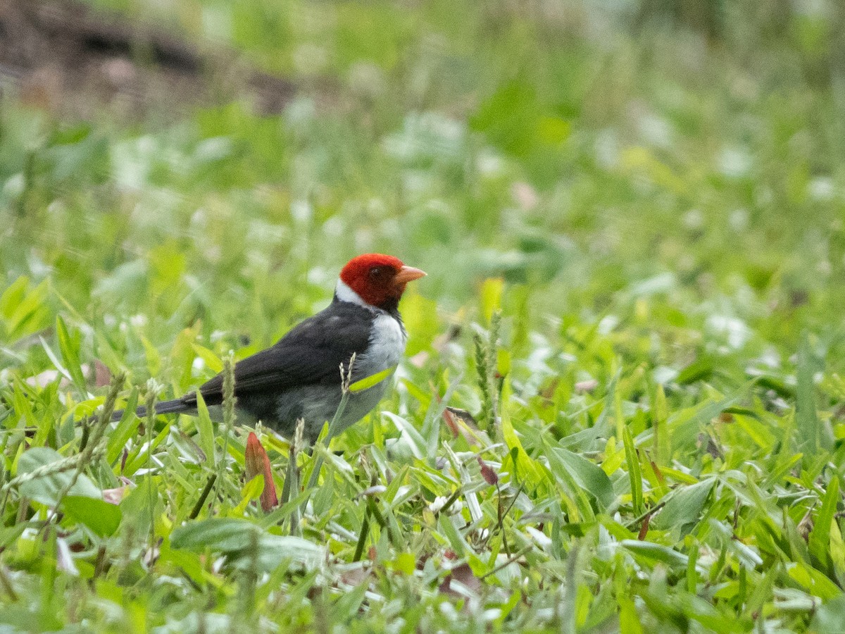 Yellow-billed Cardinal - ML586528231