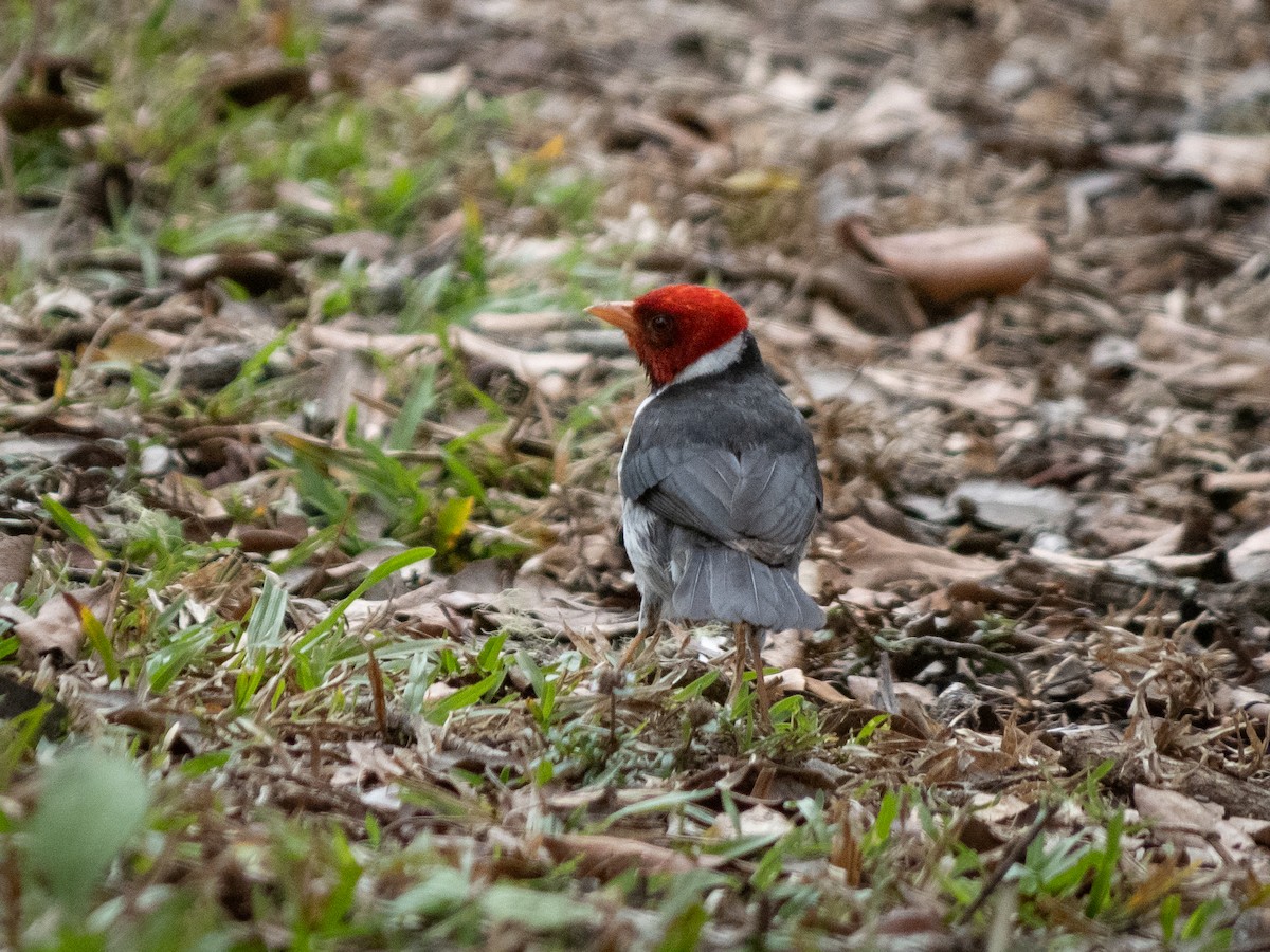 Yellow-billed Cardinal - ML586528241