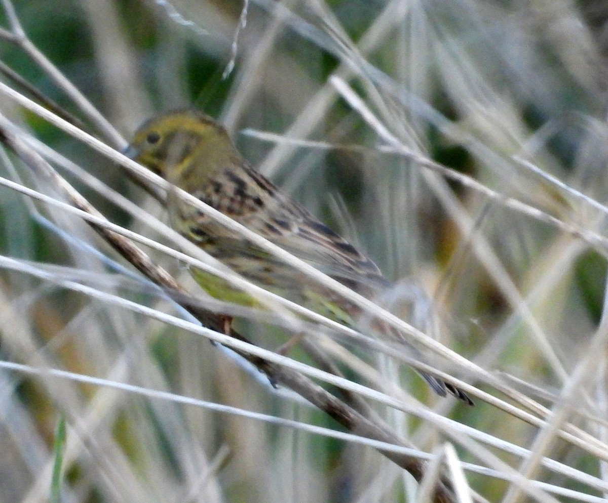 Yellowhammer - ML586529031