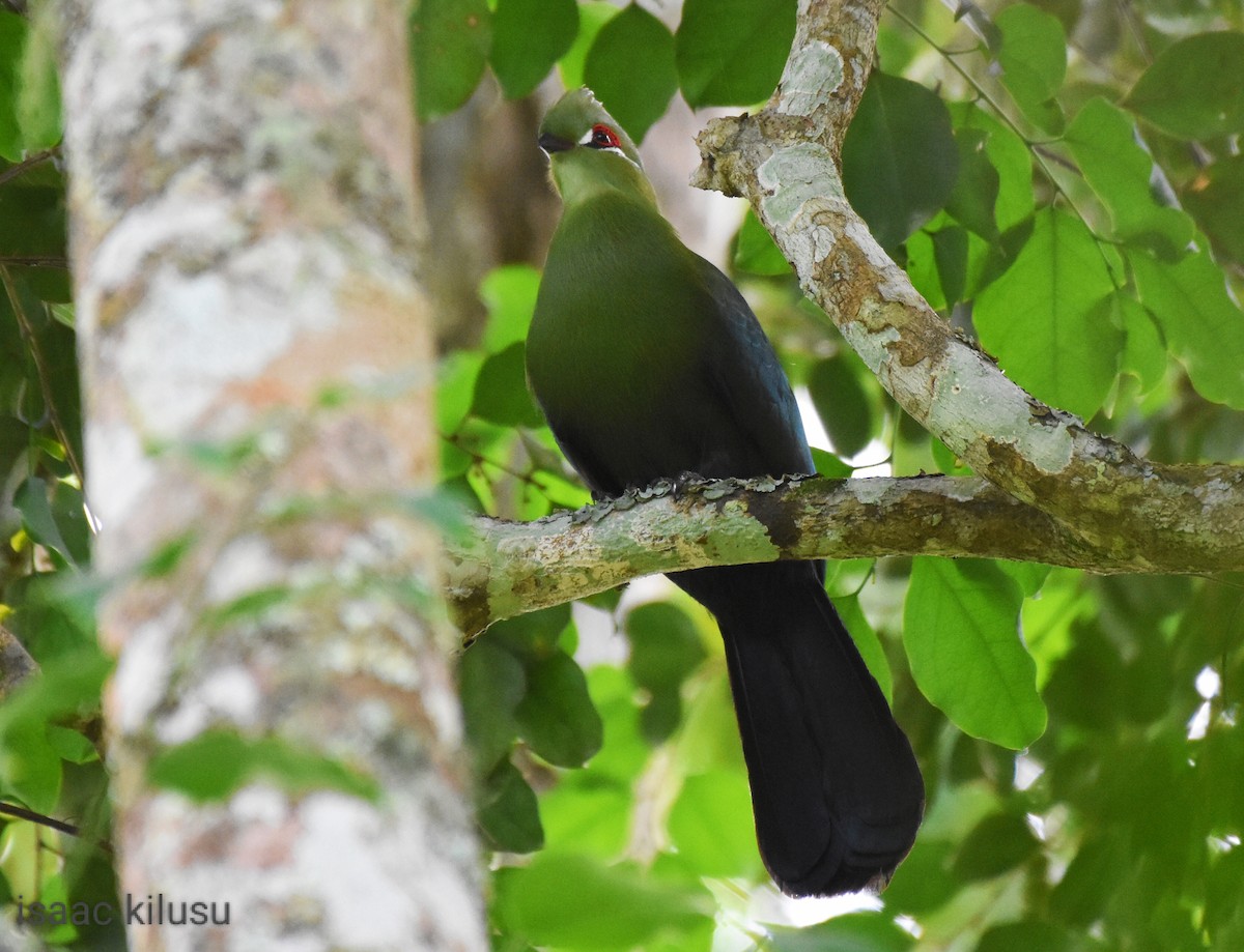 Black-billed Turaco - isaac kilusu