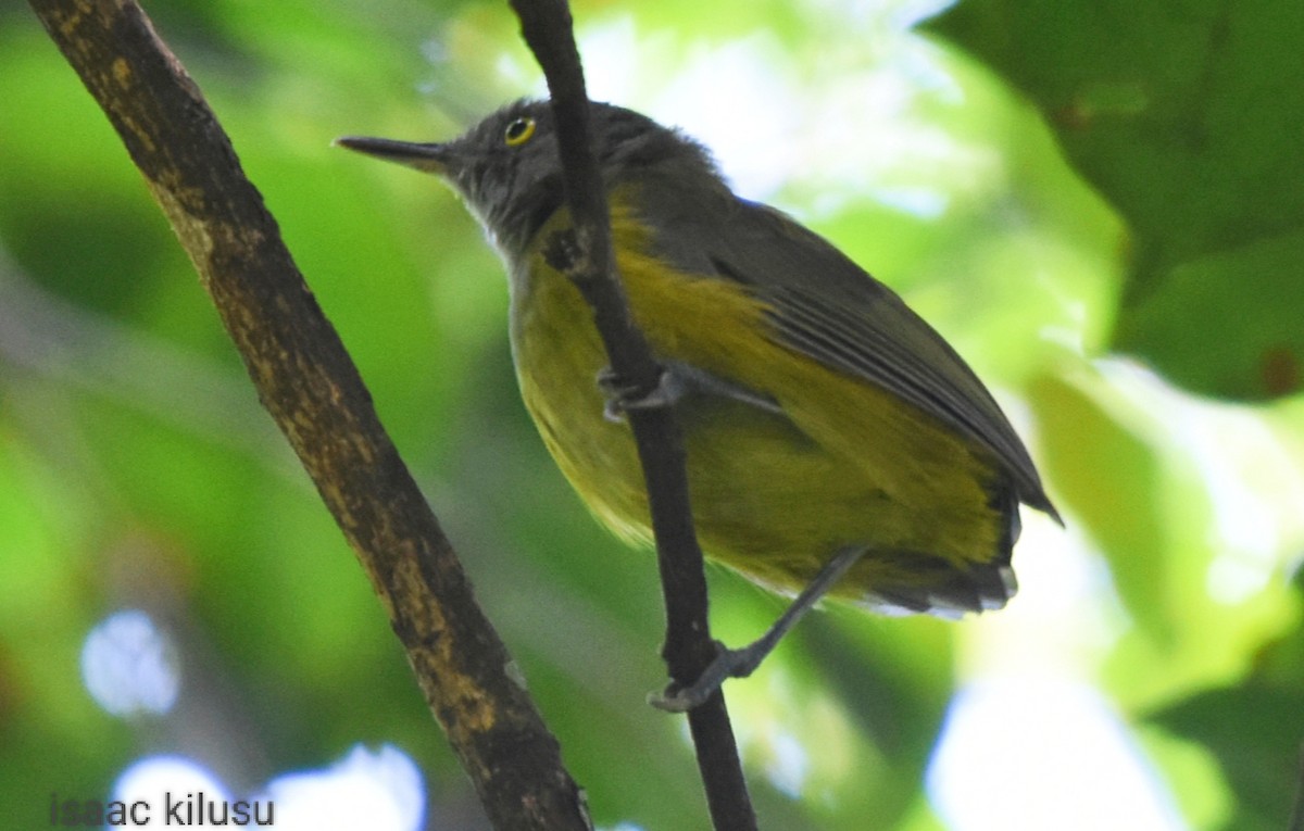Yellow Longbill - ML586529291