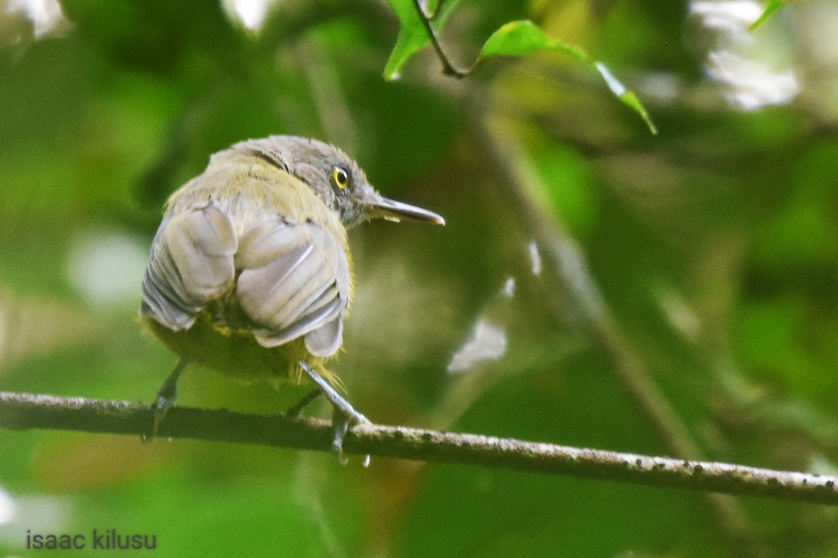Yellow Longbill - ML586529301