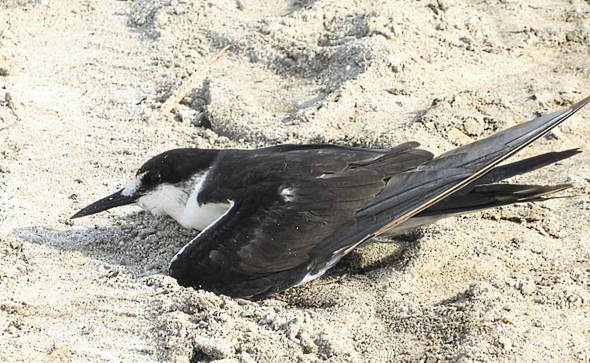 Sooty Tern - ML586529341