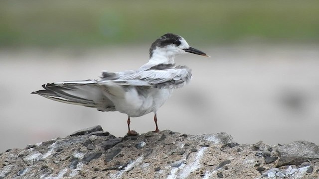 Common Tern - ML586529901