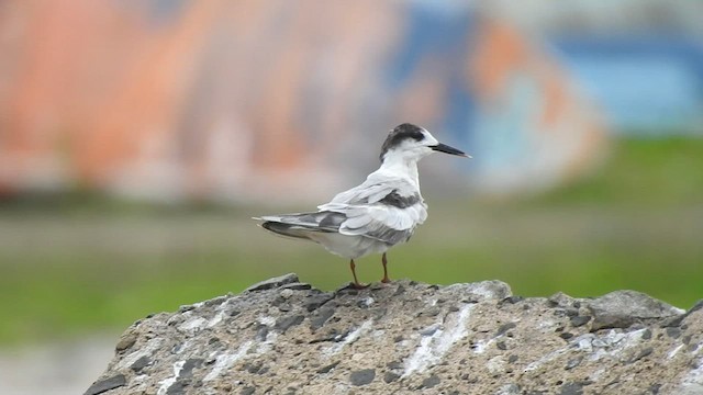 Common Tern - ML586529911