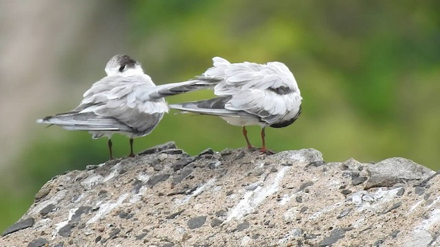 Крячок річковий - ML586530371