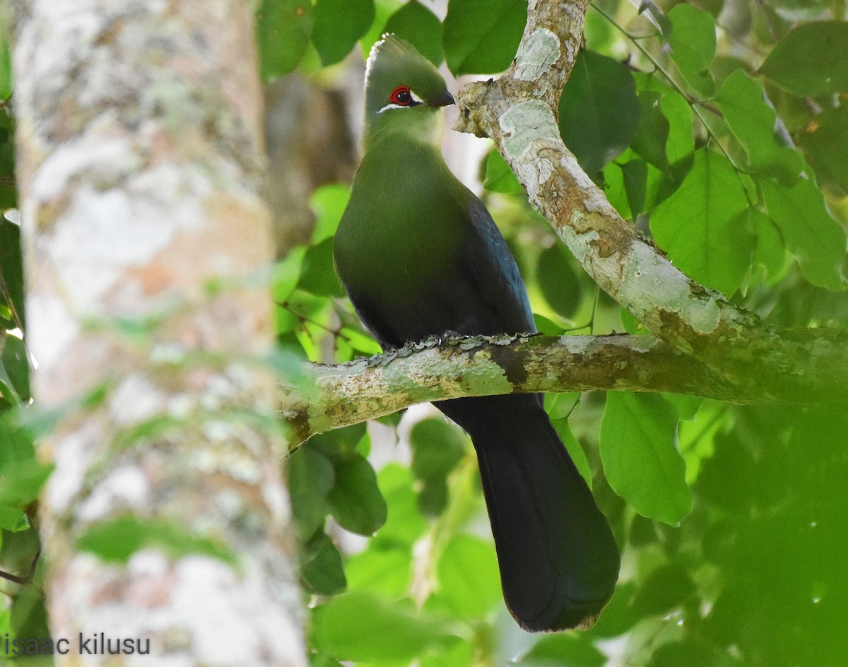 Black-billed Turaco - ML586530391