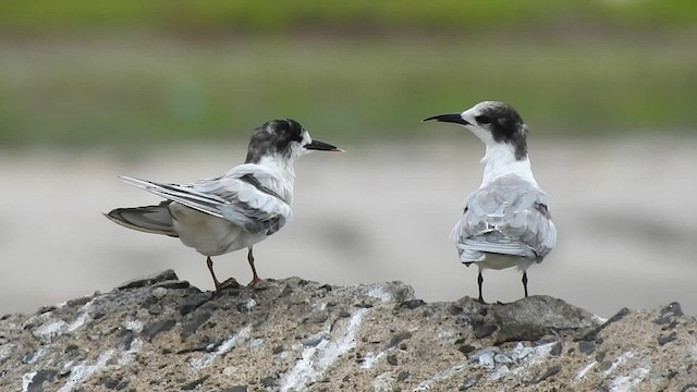 Common Tern - ML586530501