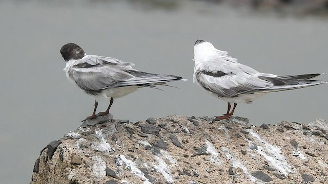 tanımsız Sterninae sp. - ML586531091