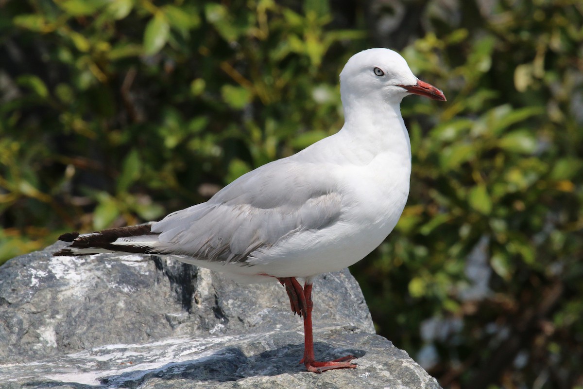 Silver Gull (Silver) - Leith Woodall