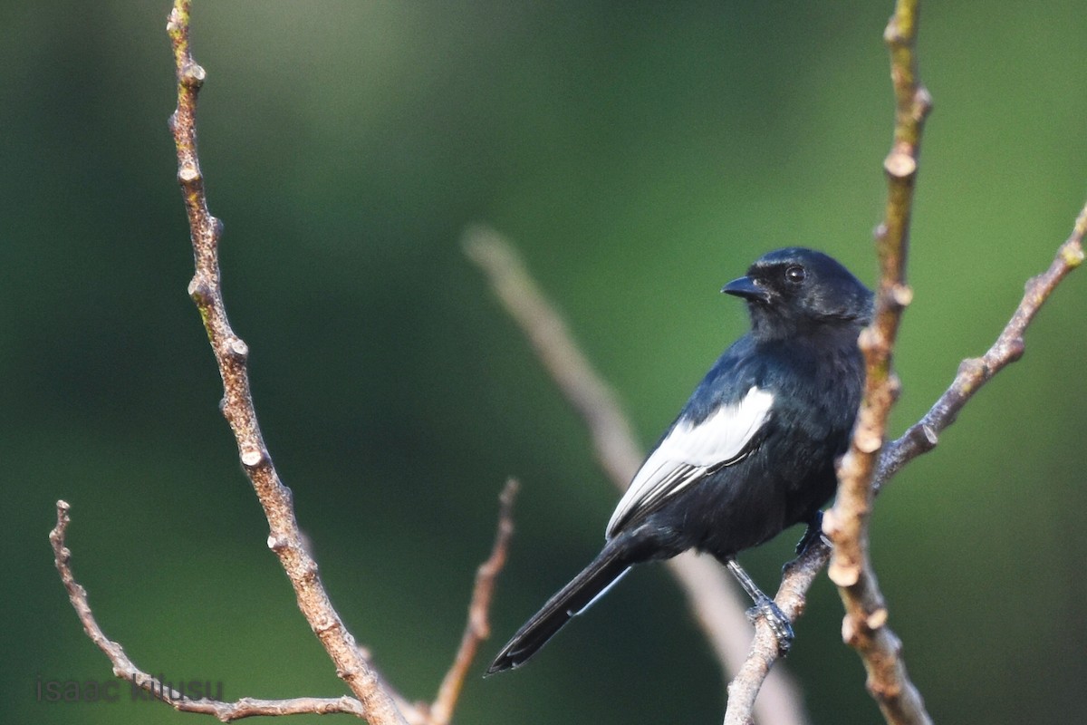 White-winged Black-Tit - ML586531601