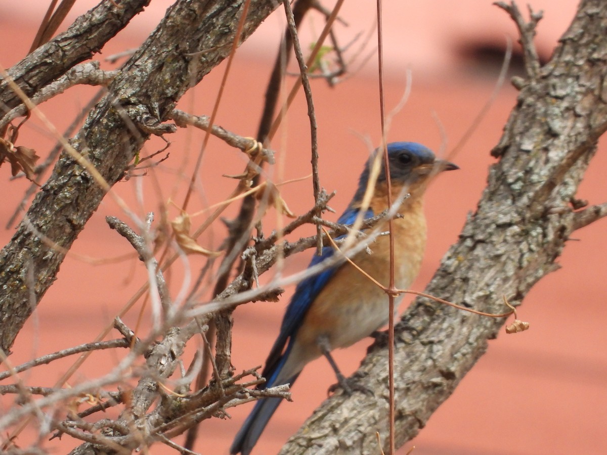 Eastern Bluebird - BAJIO PROFUNDO