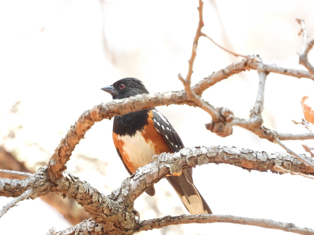 Spotted Towhee - BAJIO PROFUNDO