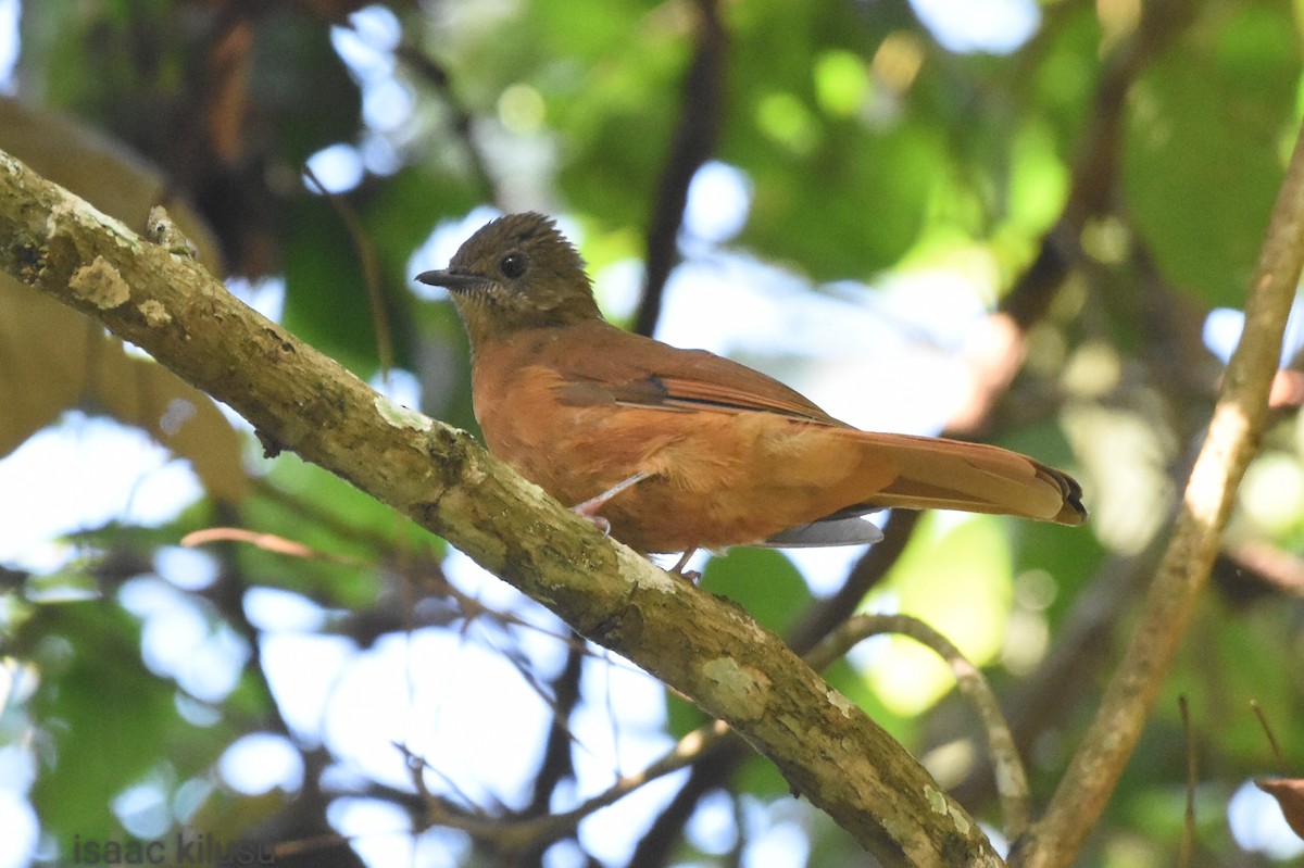 Rufous Flycatcher-Thrush - ML586531981