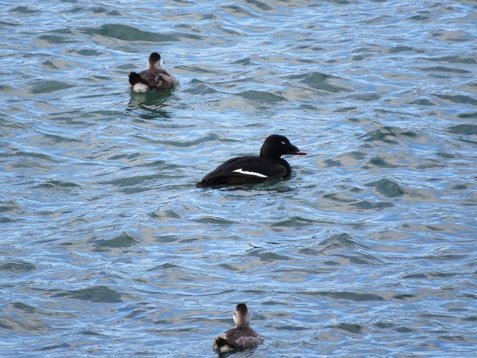 White-winged Scoter - ML58653251