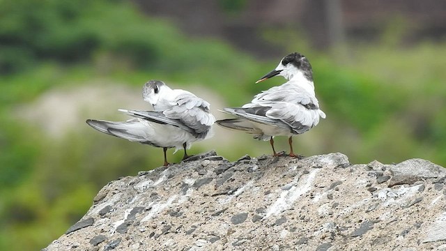 Common Tern - ML586532761