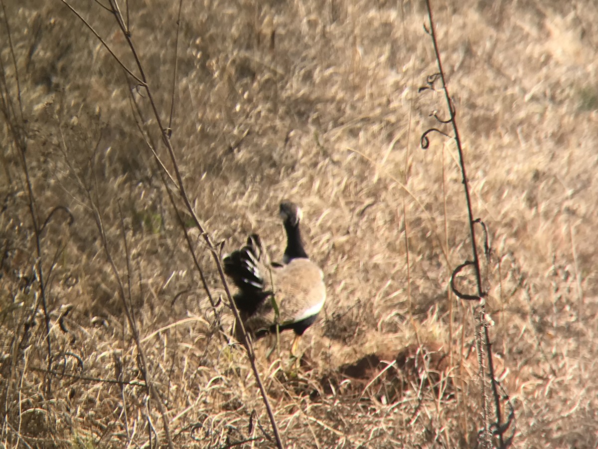 White-quilled Bustard - ML586532871