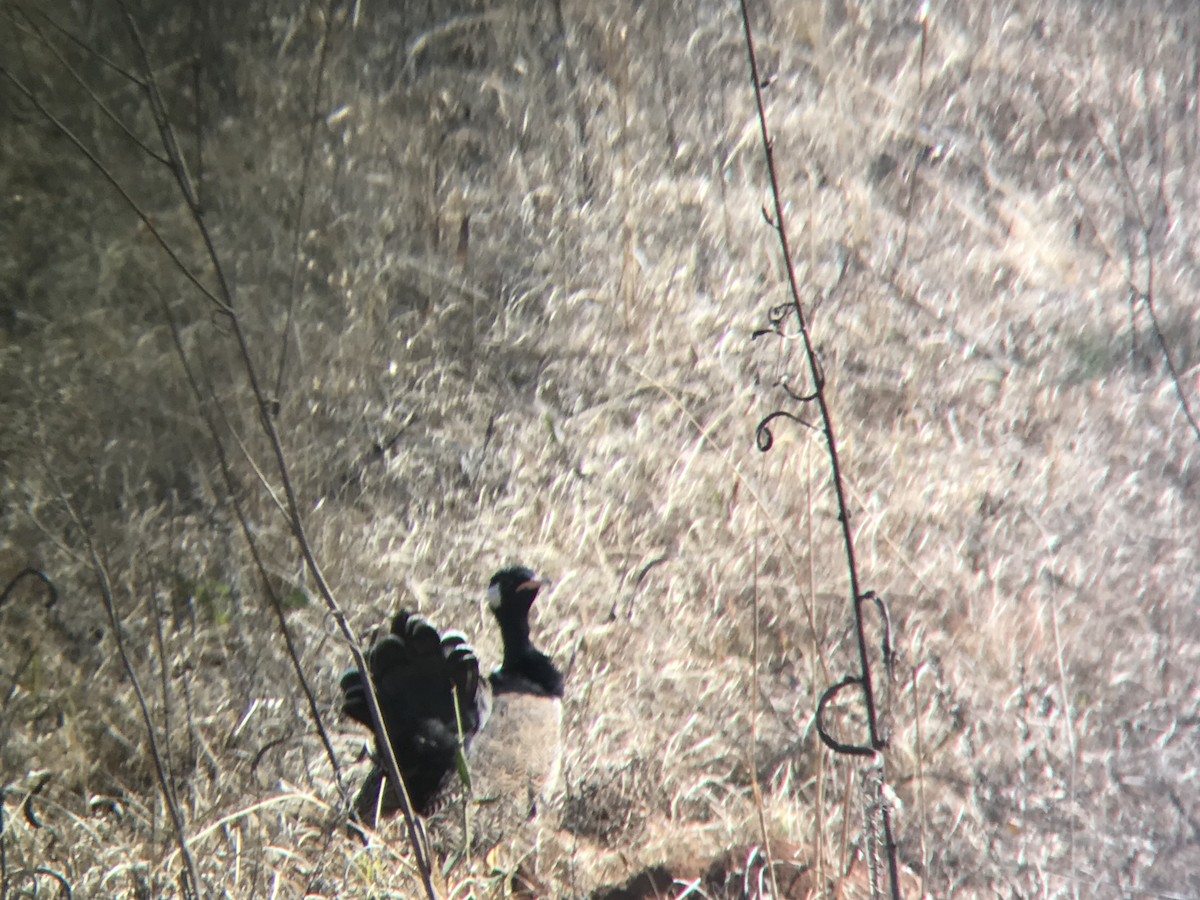 White-quilled Bustard - ML586532881