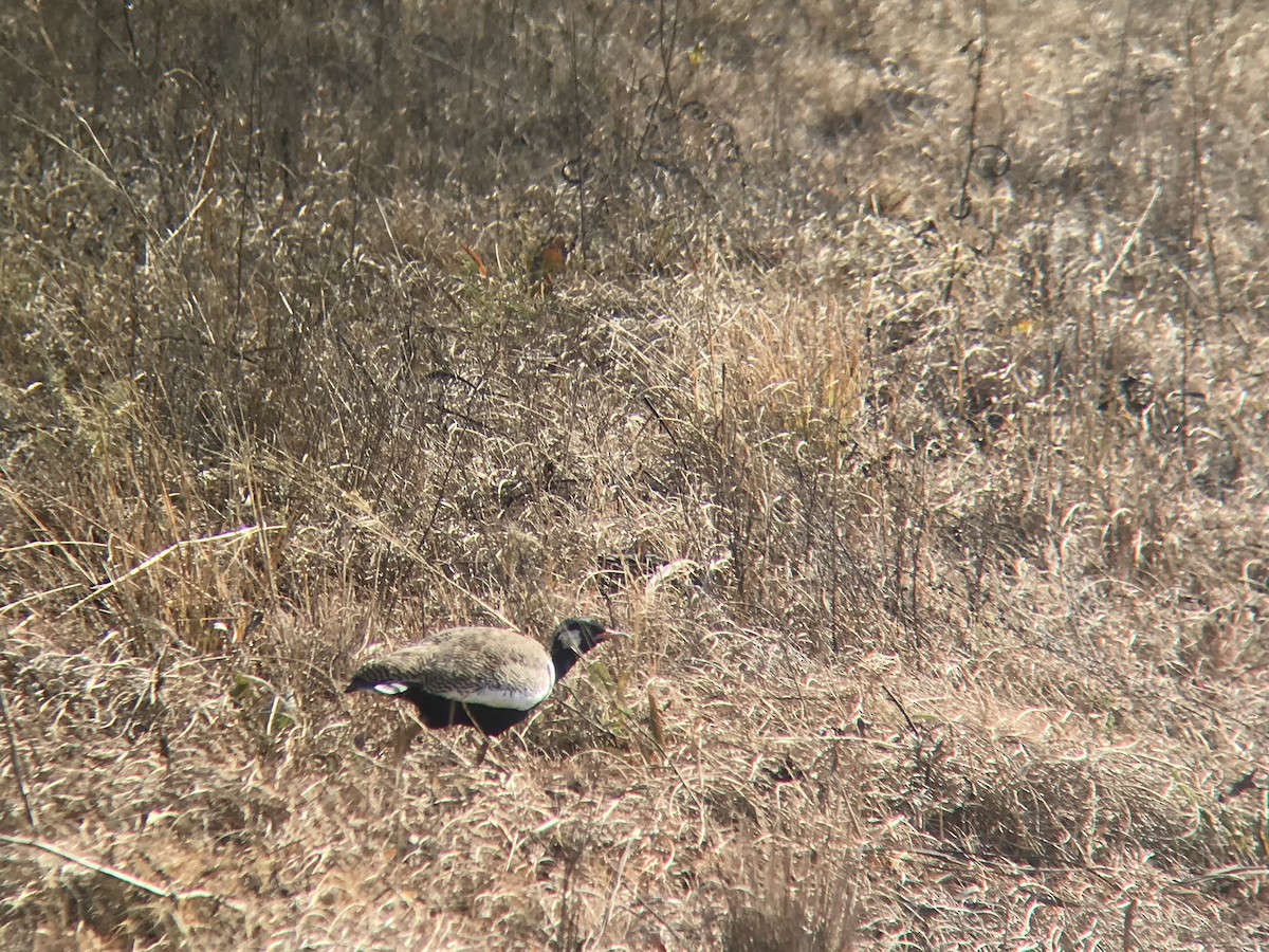 White-quilled Bustard - ML586532891