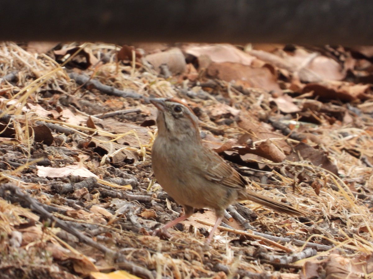Rufous-crowned Sparrow - BAJIO PROFUNDO
