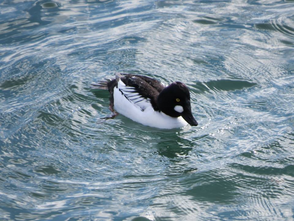 Common Goldeneye - ML58653411