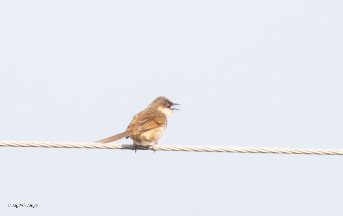 Himalayan Prinia - ML586534451