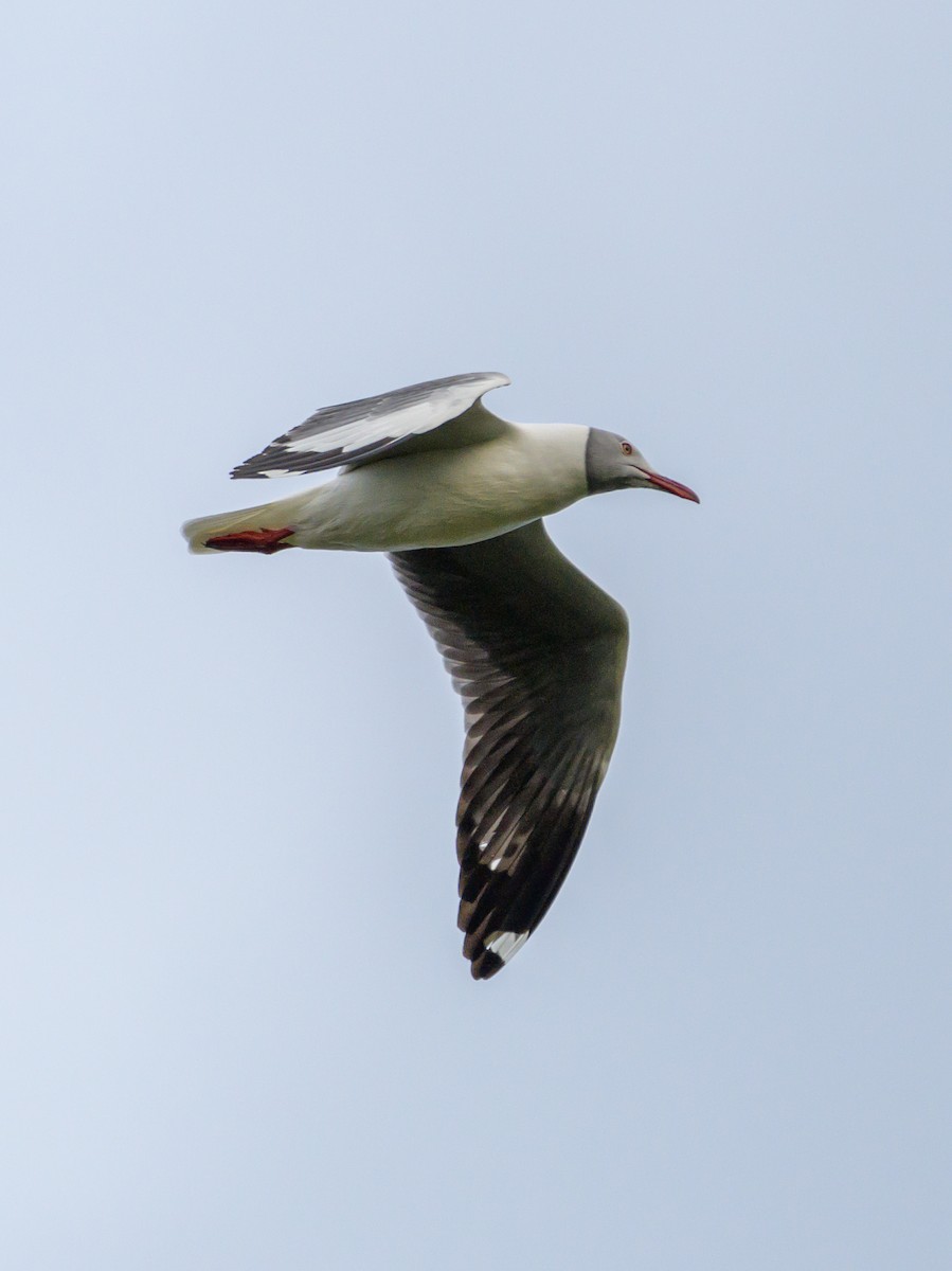 Gray-hooded Gull - ML586535951