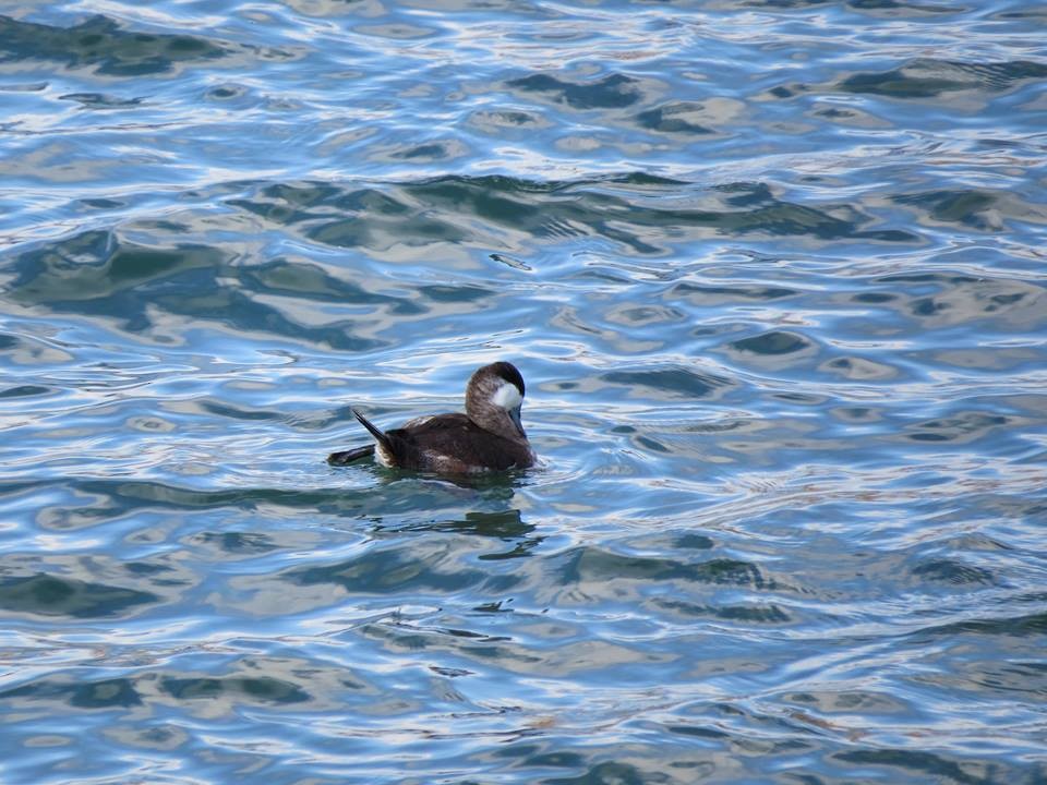 Ruddy Duck - ML58653601