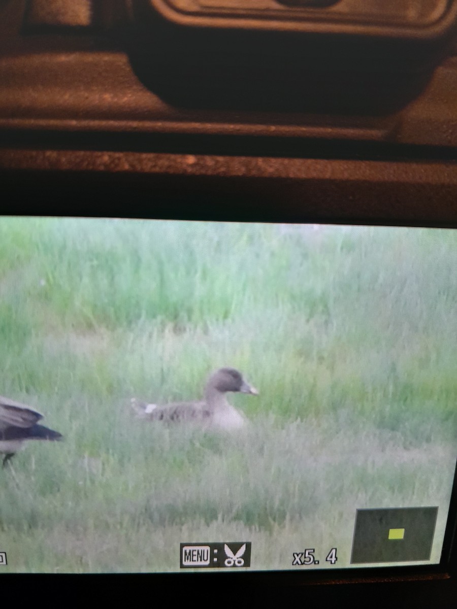 Tundra Bean-Goose - ML586537831