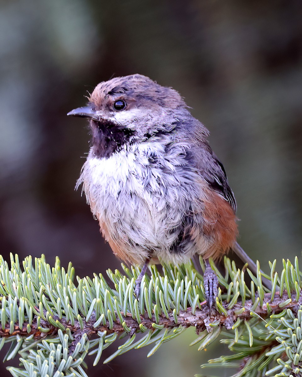 Boreal Chickadee - ML586538921